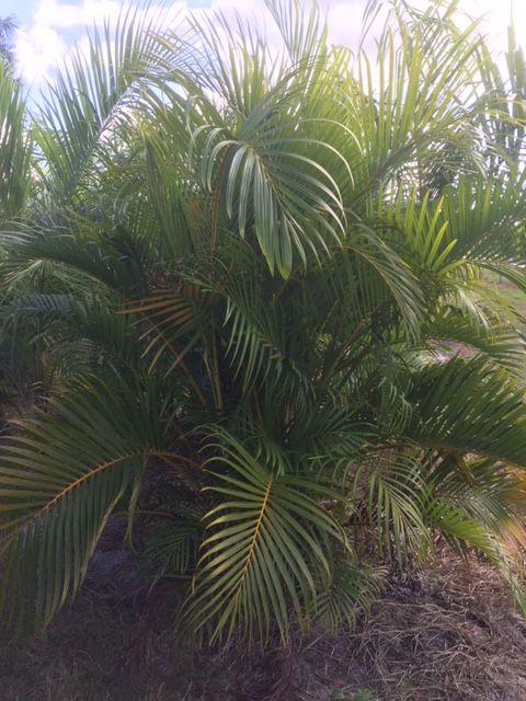 dypsis-lutescens-areca-palm