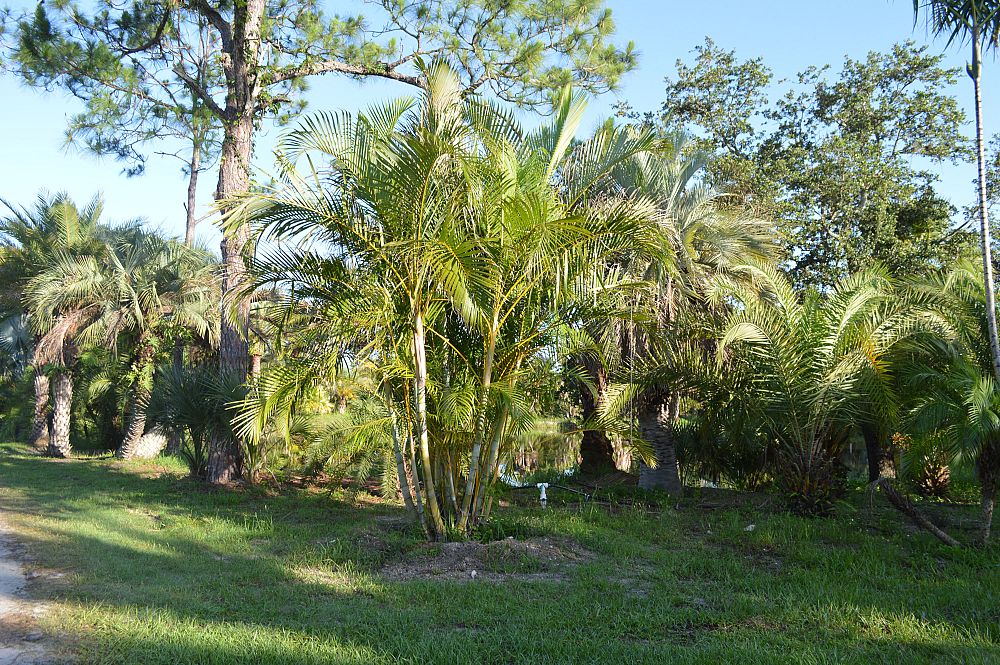 dypsis-lutescens-areca-palm