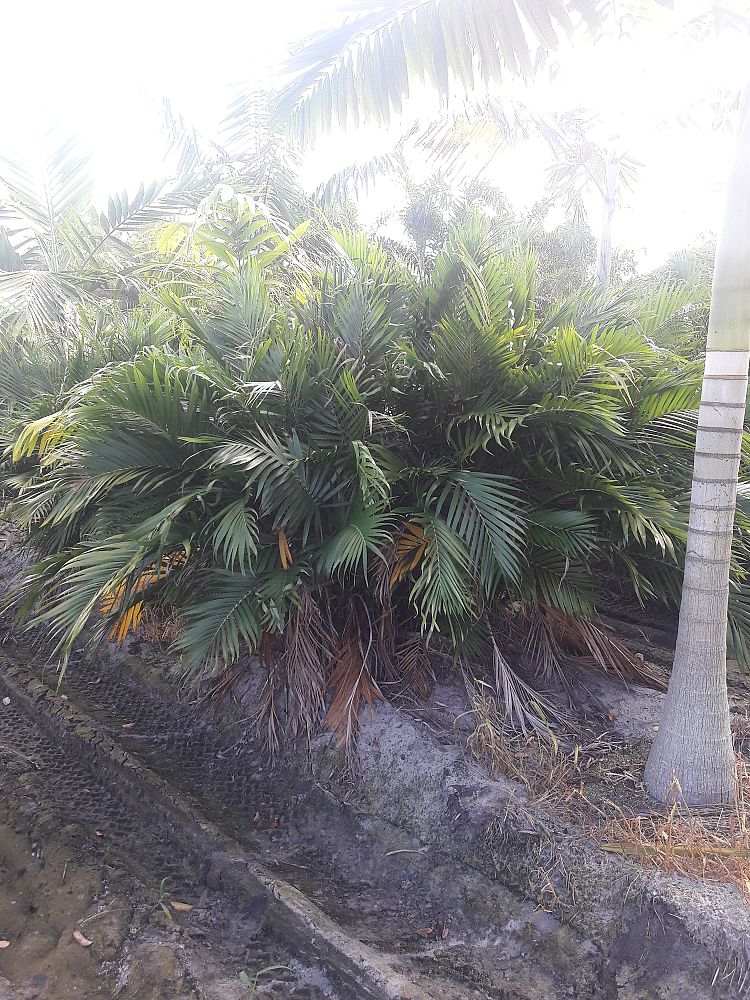 dypsis-lutescens-areca-palm