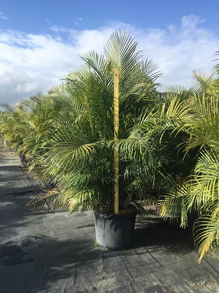 dypsis-lutescens-areca-palm