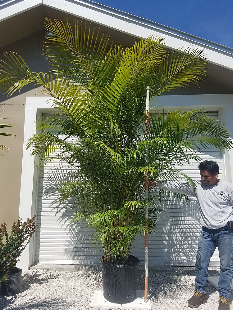 dypsis-lutescens-areca-palm
