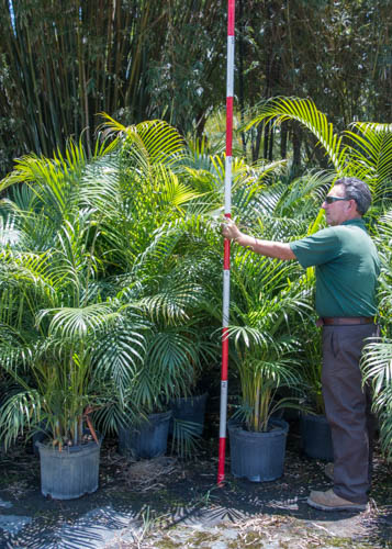 dypsis-lutescens-areca-palm