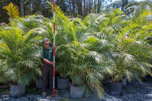 dypsis-lutescens-areca-palm