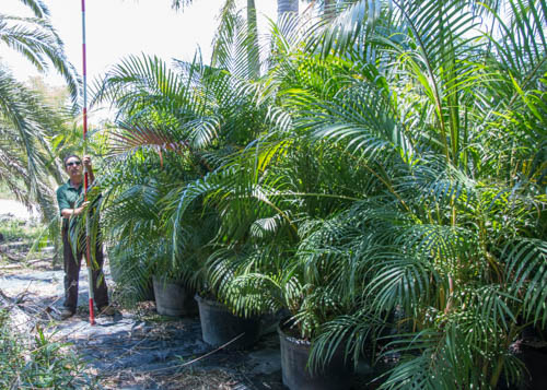 dypsis-lutescens-areca-palm