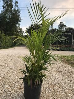 dypsis-lutescens-areca-palm
