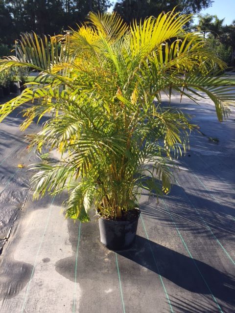 dypsis-lutescens-areca-palm