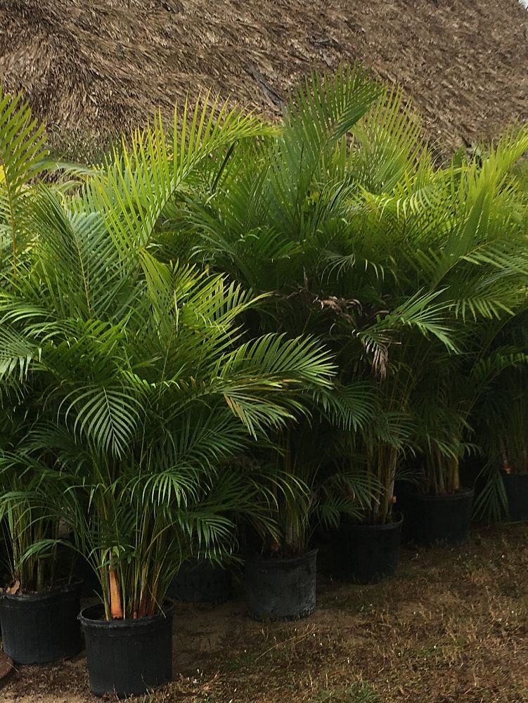 dypsis-lutescens-areca-palm