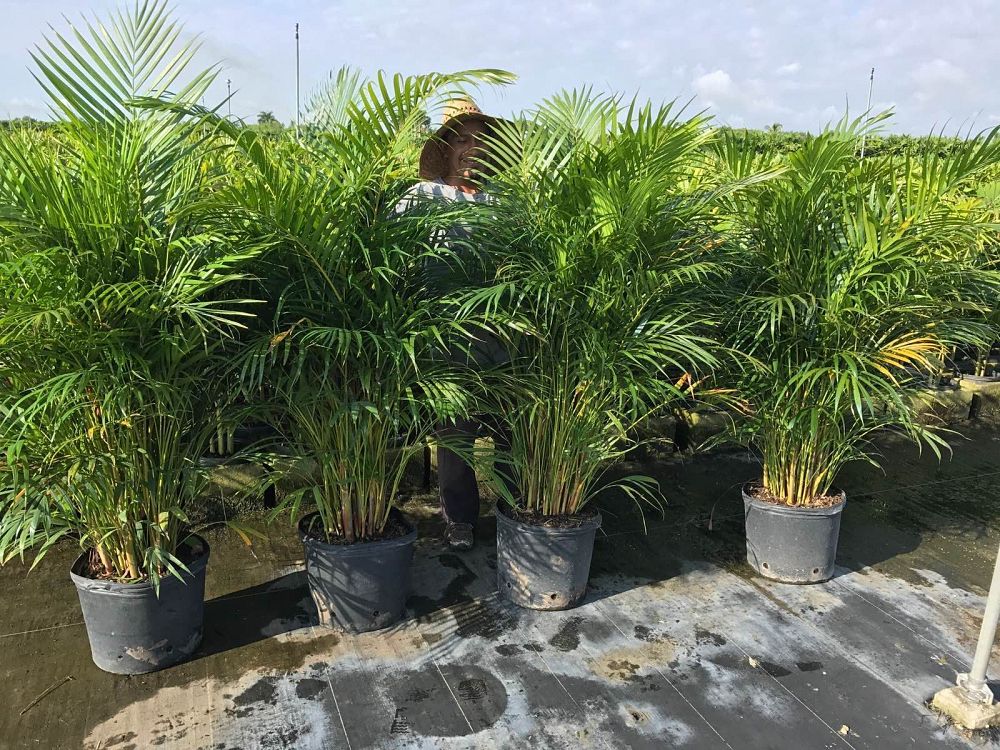 dypsis-lutescens-areca-palm
