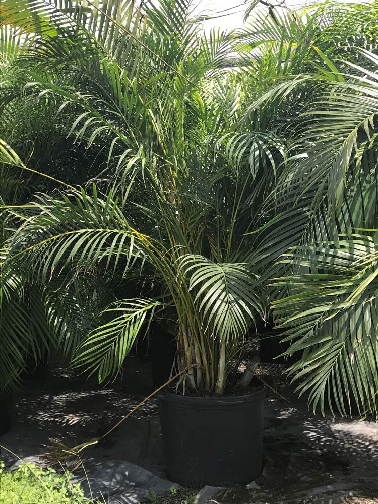 dypsis-lutescens-areca-palm