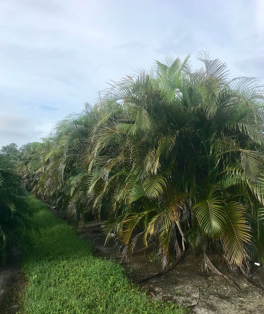 dypsis-lutescens-areca-palm