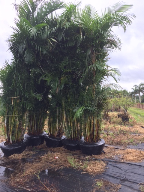 dypsis-lutescens-areca-palm