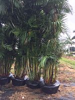 dypsis-lutescens-areca-palm