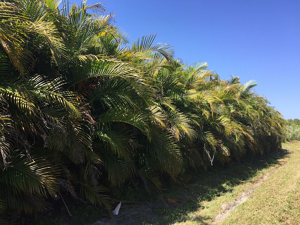 dypsis-lutescens-areca-palm