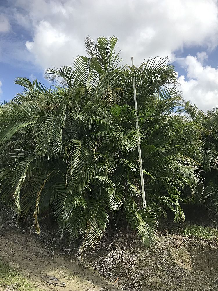 dypsis-lutescens-areca-palm