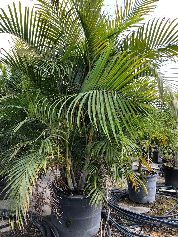 dypsis-lutescens-areca-palm