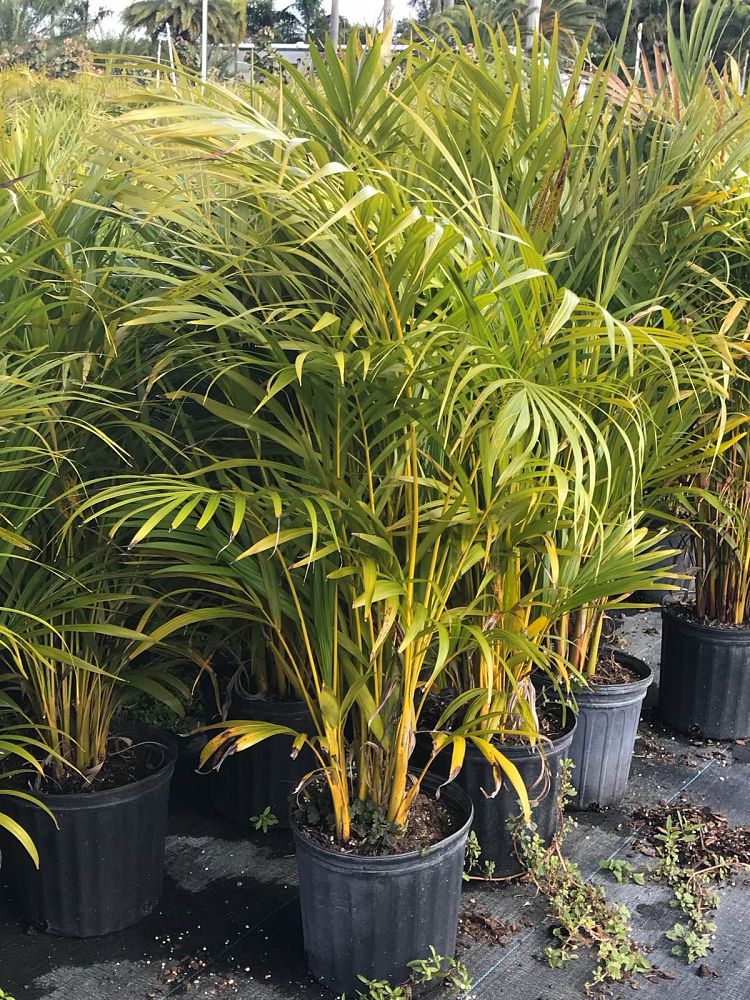 dypsis-lutescens-areca-palm