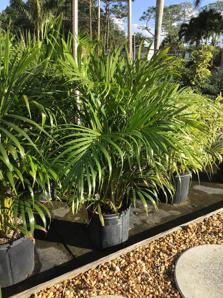 dypsis-lutescens-areca-palm
