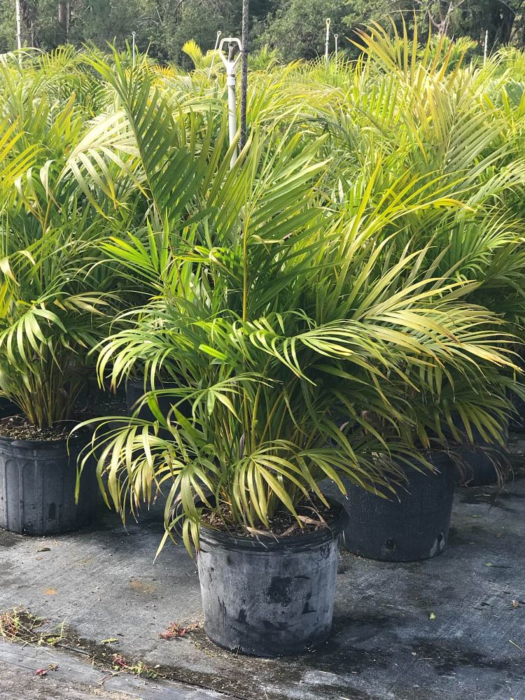 dypsis-lutescens-areca-palm