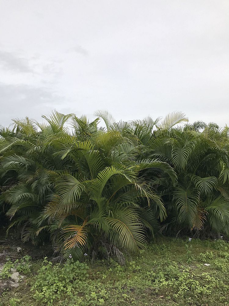 dypsis-lutescens-areca-palm
