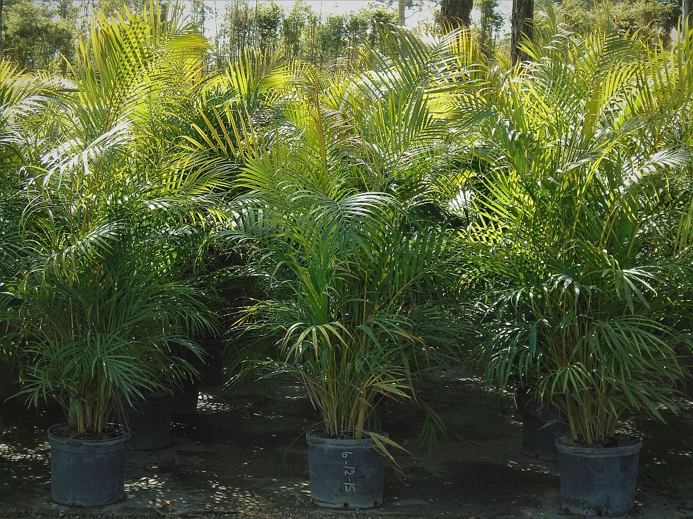 dypsis-lutescens-areca-palm