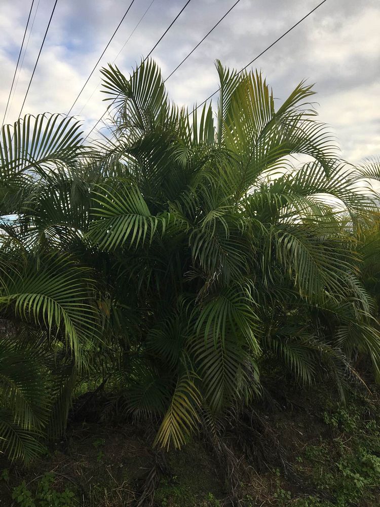 dypsis-lutescens-areca-palm