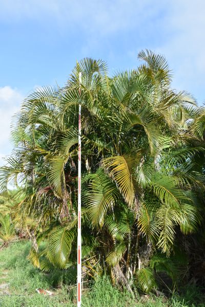 dypsis-lutescens-areca-palm