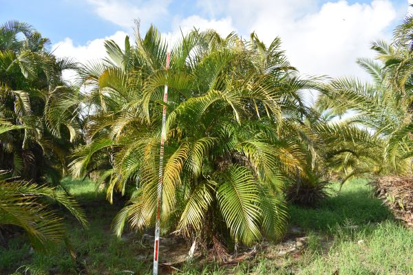 dypsis-lutescens-areca-palm