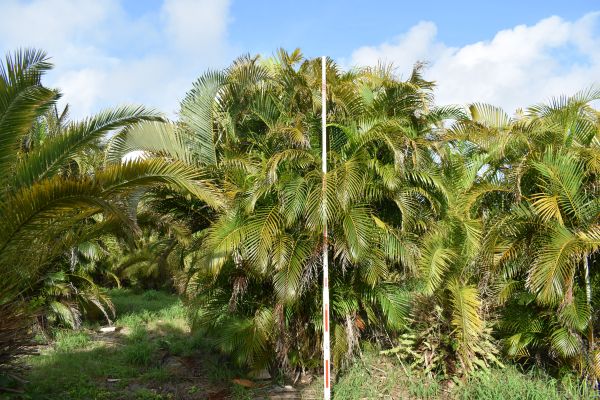 dypsis-lutescens-areca-palm