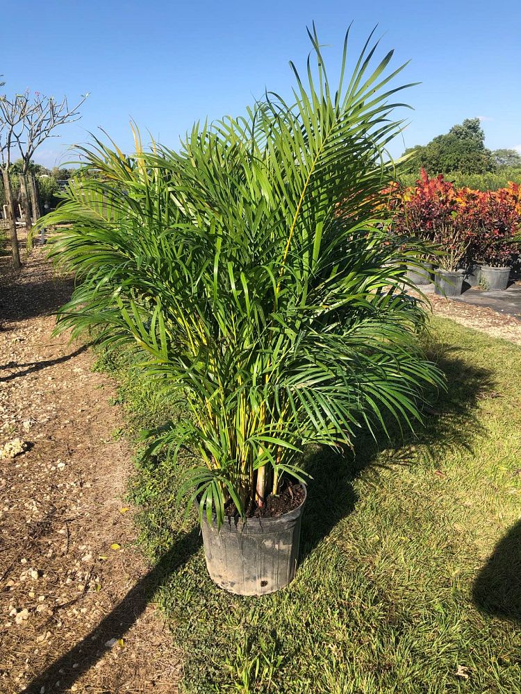 dypsis-lutescens-areca-palm