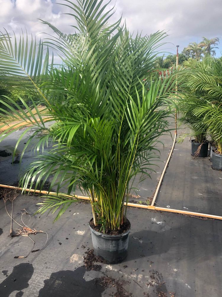 dypsis-lutescens-areca-palm