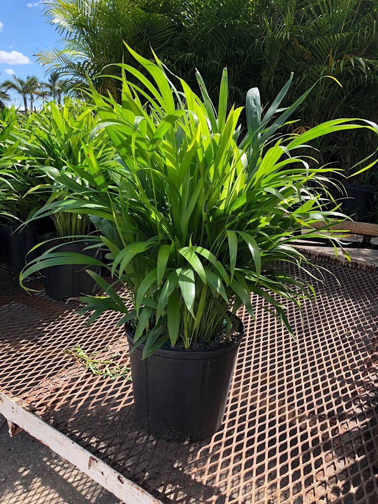 dypsis-lutescens-areca-palm