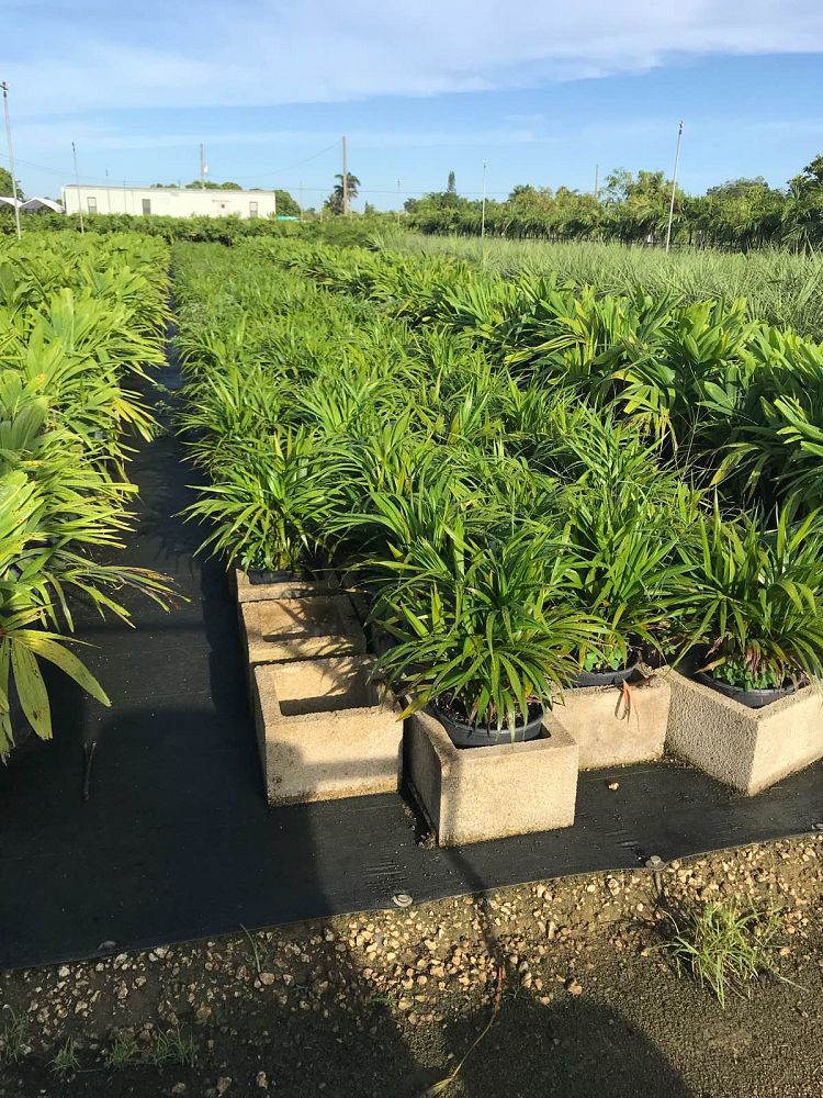 dypsis-lutescens-areca-palm