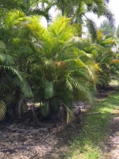 dypsis-lutescens-areca-palm
