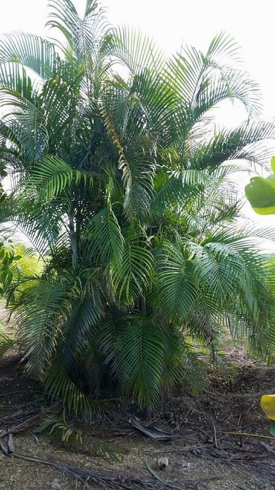 dypsis-lutescens-areca-palm