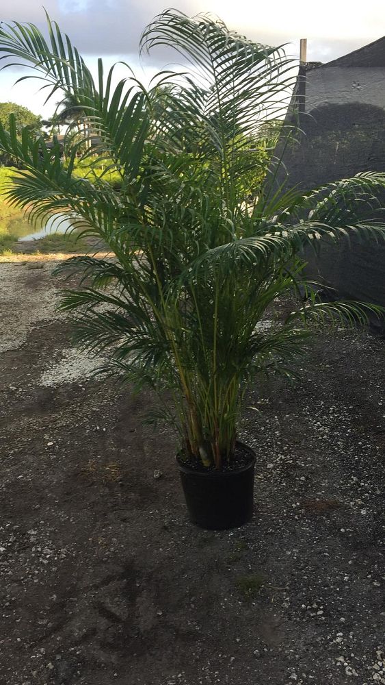 dypsis-lutescens-areca-palm