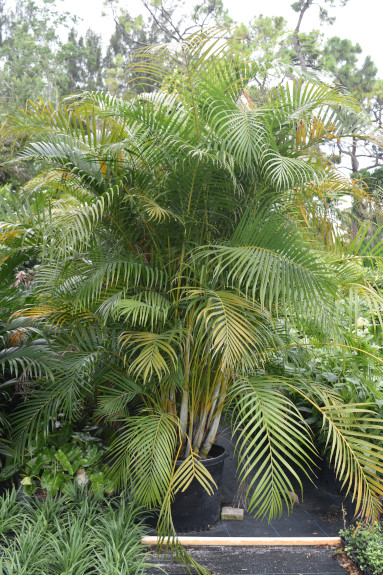 dypsis-lutescens-areca-palm