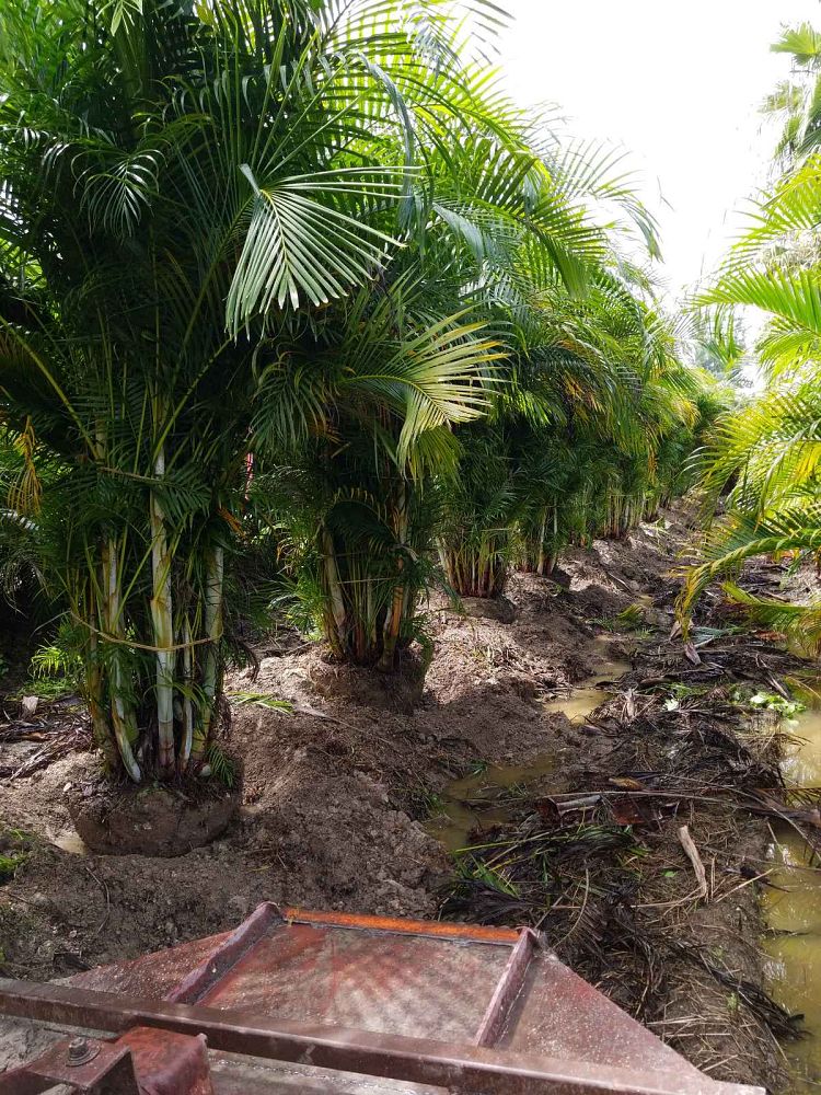dypsis-lutescens-areca-palm