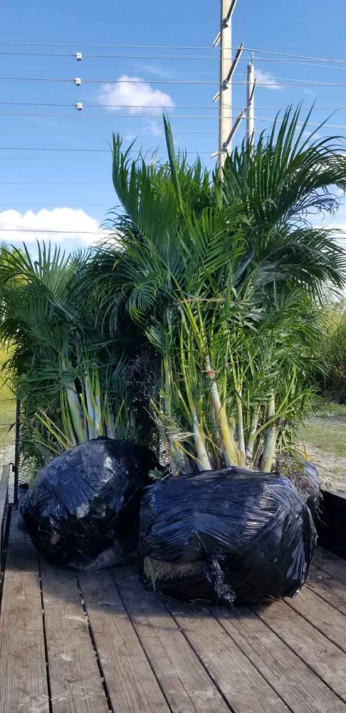 dypsis-lutescens-areca-palm