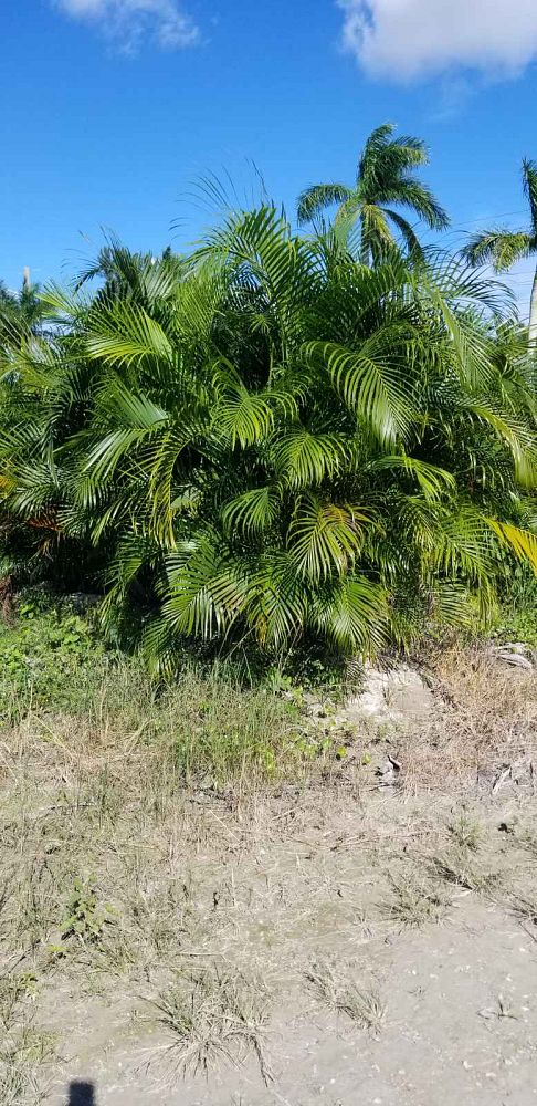 dypsis-lutescens-areca-palm