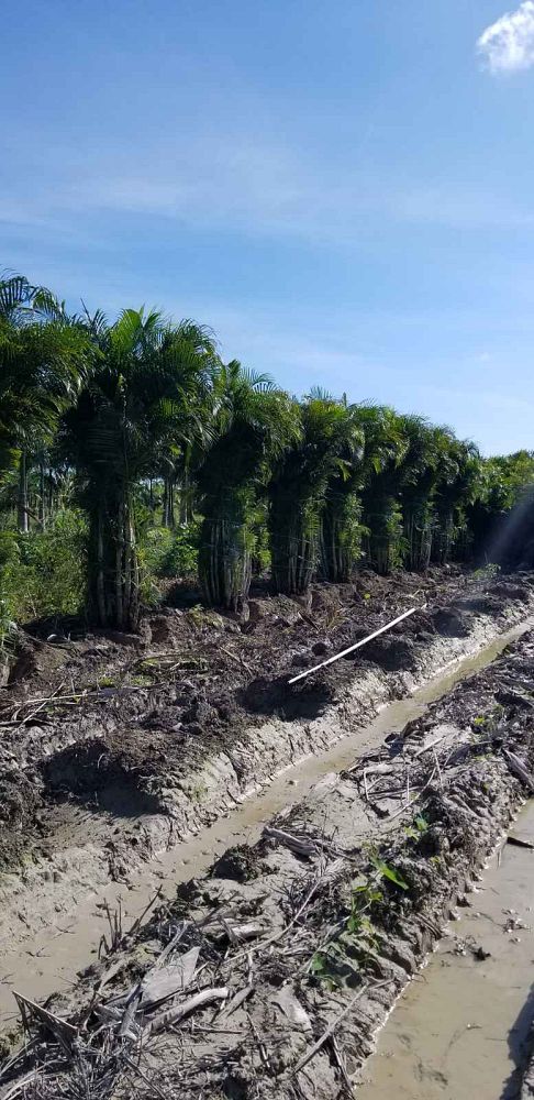 dypsis-lutescens-areca-palm