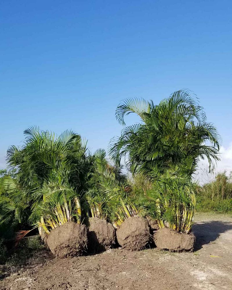 dypsis-lutescens-areca-palm
