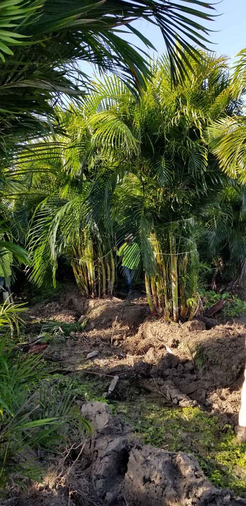 dypsis-lutescens-areca-palm