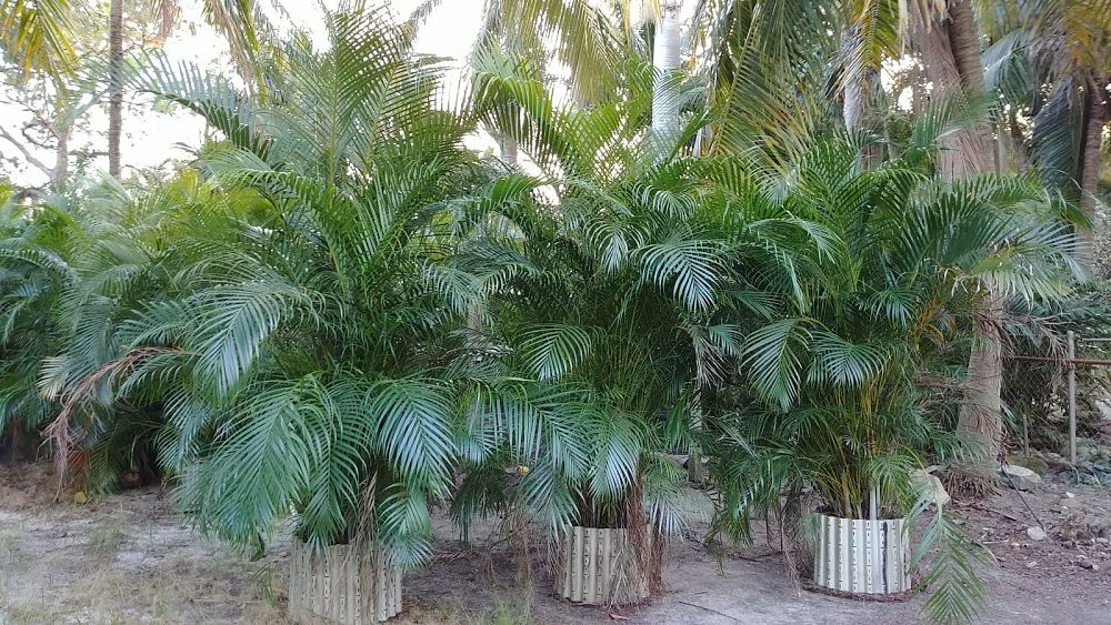 dypsis-lutescens-areca-palm