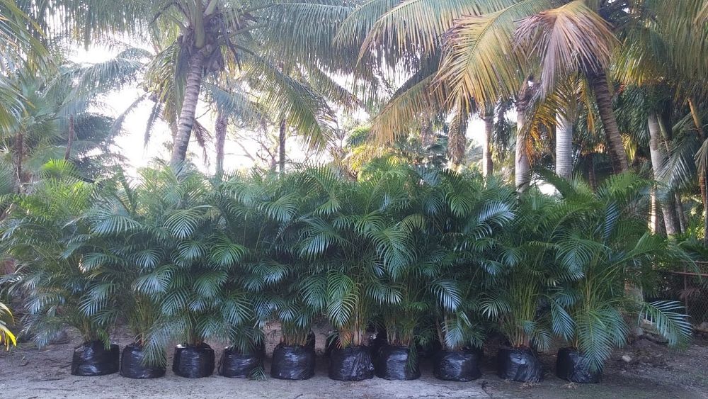 dypsis-lutescens-areca-palm