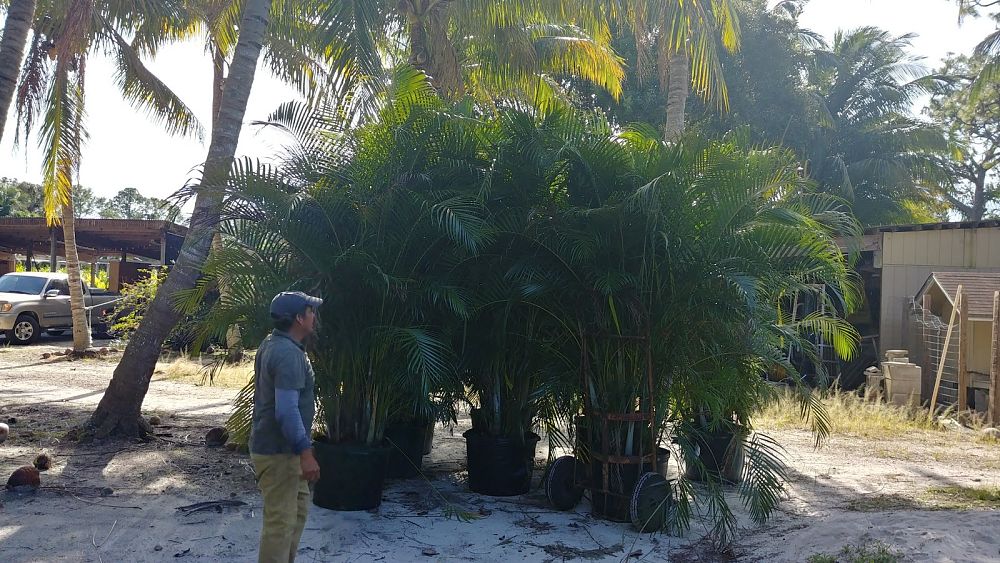 dypsis-lutescens-areca-palm
