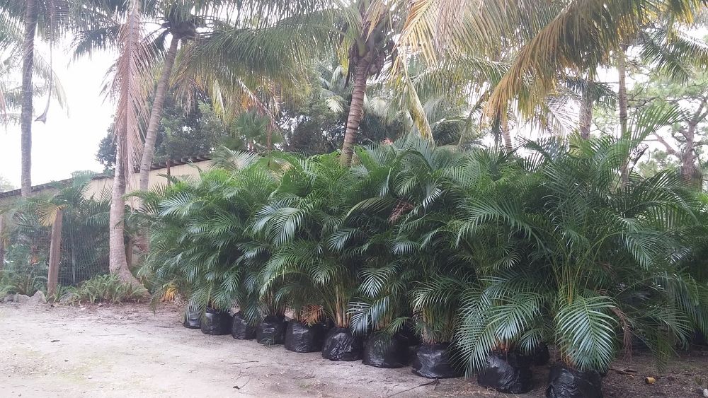 dypsis-lutescens-areca-palm