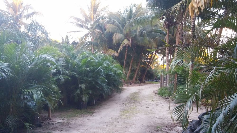 dypsis-lutescens-areca-palm
