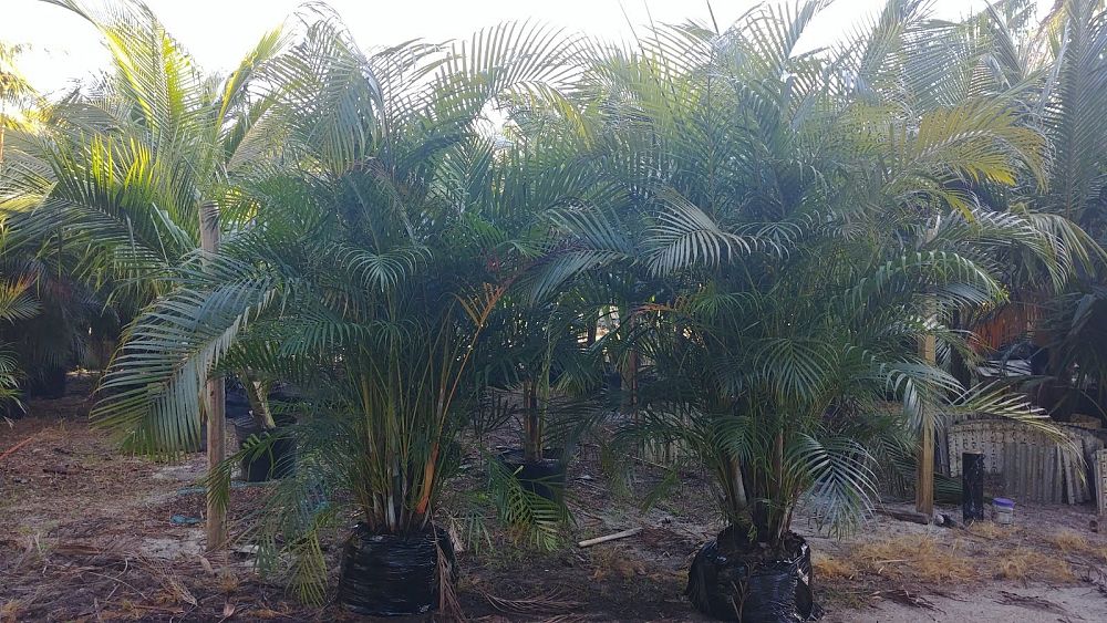 dypsis-lutescens-areca-palm