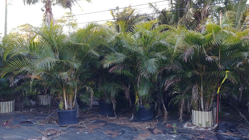 dypsis-lutescens-areca-palm