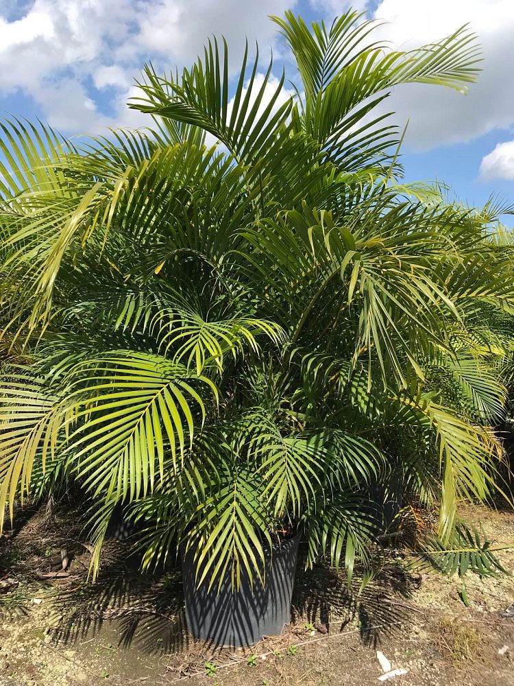 dypsis-lutescens-areca-palm